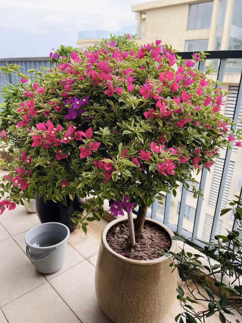 Trước đó, bà xã MC Thành Trung khoe chậu hoa giấy hồng gân nhưng cho cả hoa màu tím độc lạ.