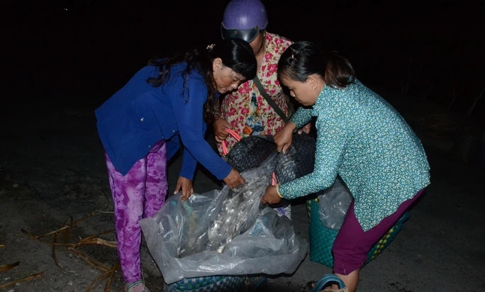 Các bạn hàng tranh thủ cân cá để vận chuyển đi xa. Ảnh: Người lao động