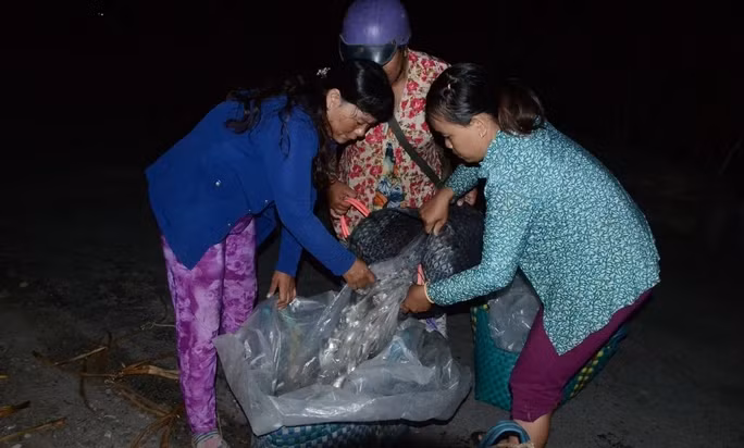 Các bạn hàng tranh thủ cân cá để vận chuyển đi xa. Ảnh: Người lao động