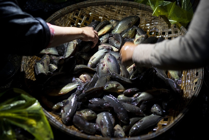 Tại chợ “âm phủ” Tha La, các loại đặc sản đồng được tiểu thương mua từ dân chài với giá khá rẻ như cá rô đồng, cá lóc đồng, cá lăng, cá thác lác, cá khoai... Ảnh: PNS