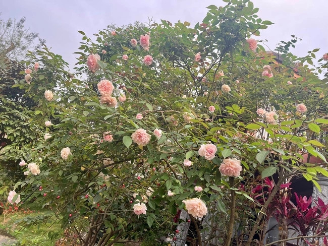 Tại dây, nữ nghệ sĩ còn trồng rất nhiều hoa tươi. Ảnh: Dân Việt