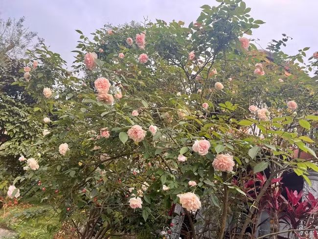 Tại dây, nữ nghệ sĩ còn trồng rất nhiều hoa tươi. Ảnh: Dân Việt