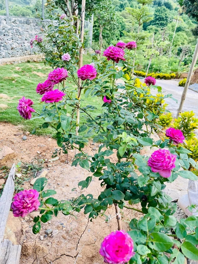 Mùa nào sắc đấy, khu vườn luôn rực rỡ. Ảnh: Dân Việt