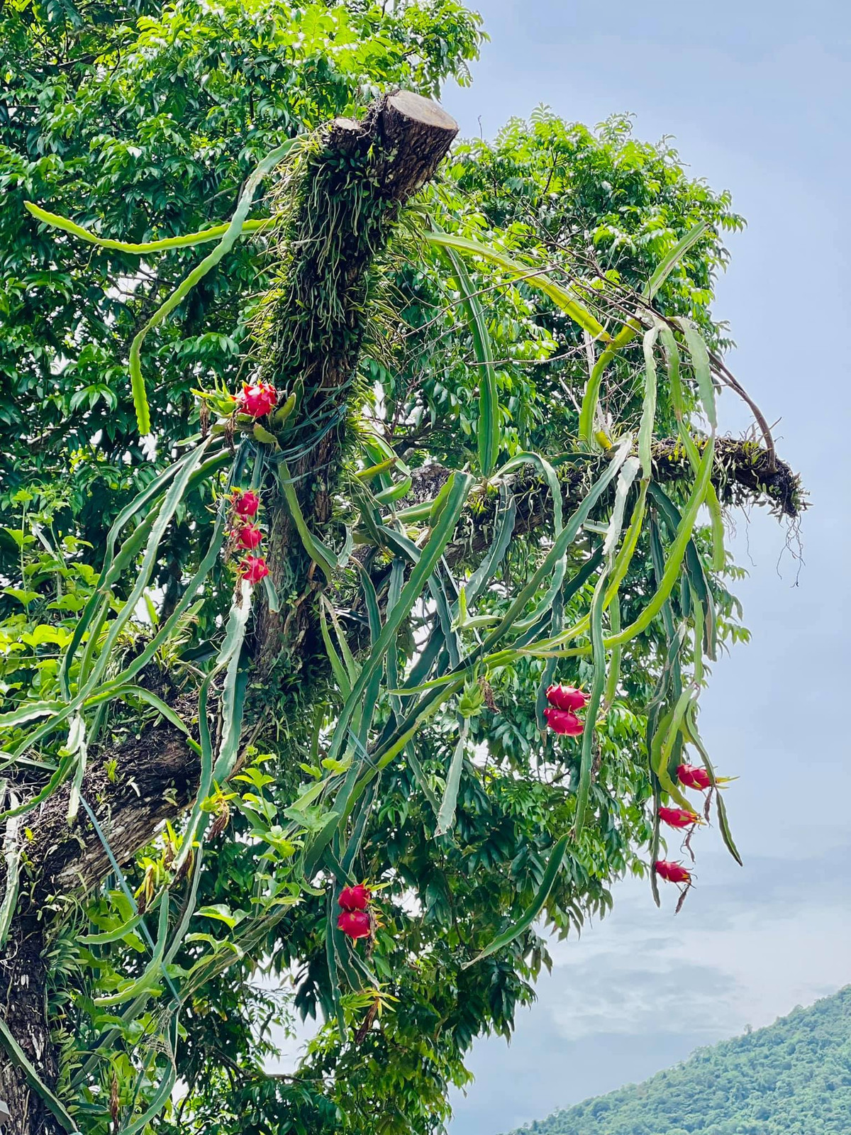 Ngoài hoa, nghệ sĩ Phạm Phương Thảo còn trồng các loại cây ăn trái. Ảnh: Vietnamnet
