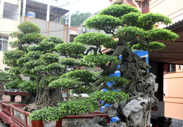 Ông Phan Văn Toàn cũng là người duy nhất được công nhận "Vườn cây di sản" và sở hữu hàng loạt cây cảnh quý hiếm. Ông sở hữu 3 vườn cây, mỗi vườn có từ vài chục đến hàng trăm cây cảnh. Ảnh: Dân trí