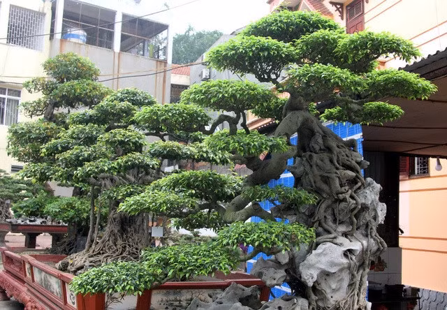 Ông Phan Văn Toàn cũng là người duy nhất được công nhận "Vườn cây di sản" và sở hữu hàng loạt cây cảnh quý hiếm. Ông sở hữu 3 vườn cây, mỗi vườn có từ vài chục đến hàng trăm cây cảnh. Ảnh: Dân trí