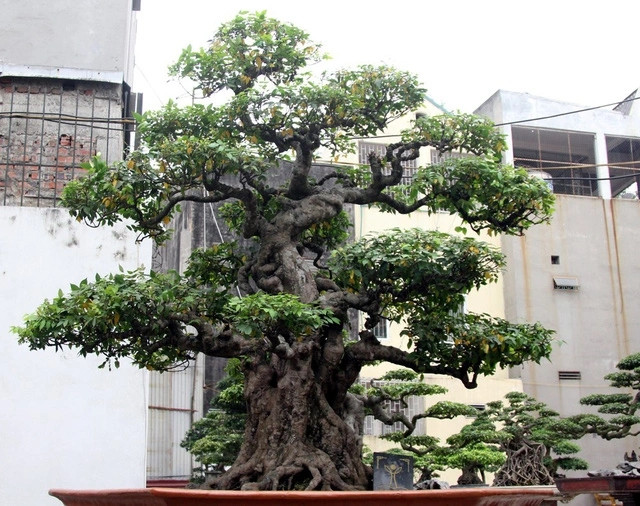 Cây khế cổ được chứng nhận là "Cây di sản Việt Nam" mua từ cung đình Huế cách đây nhiều năm với giá trên 7 tỷ đồng. Hiện nay, cây khế có giá trị trên 10 tỷ đồng. Ảnh: Giadinhxahoi