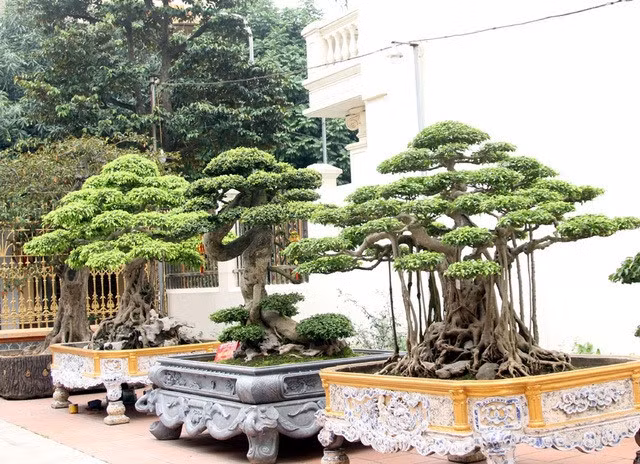 Rất nhiều cây bản địa có hình thù kì quái được giới chơi cây săn lùng tại vườn nhà ông Toàn. Ảnh: Dân Việt