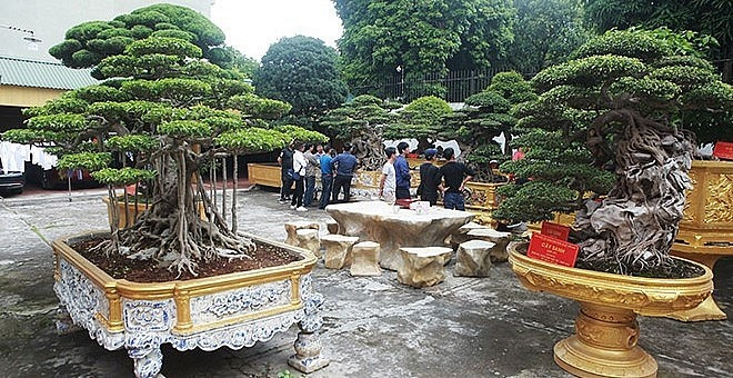 Vườn cây cảnh của ông Toàn có khoảng 500 cây đã hoàn thiện, gần 100 cây mai tứ quý cổ, trên 200 cây sanh cổ, nhiều tác phẩm duối cổ có tuổi đời vài trăm năm trong đó có khoảng 40 cây thương hiệu, lớn nhỏ khác nhau. Ảnh: Vietnamnet