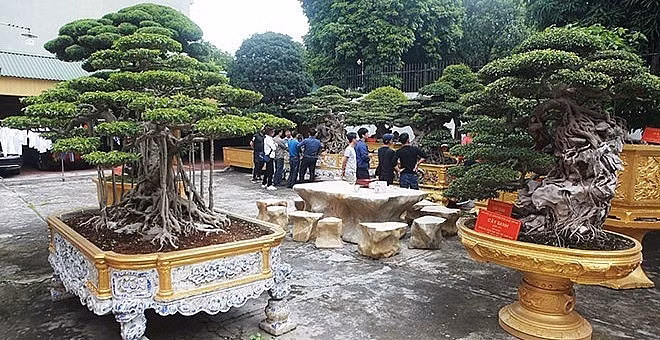Vườn cây cảnh của ông Toàn có khoảng 500 cây đã hoàn thiện, gần 100 cây mai tứ quý cổ, trên 200 cây sanh cổ, nhiều tác phẩm duối cổ có tuổi đời vài trăm năm trong đó có khoảng 40 cây thương hiệu, lớn nhỏ khác nhau. Ảnh: Vietnamnet
