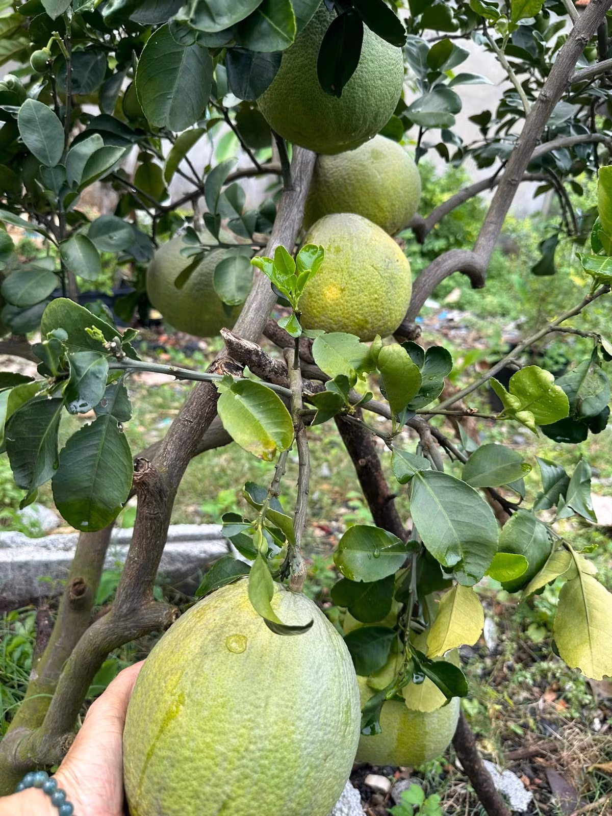 Bưởi cho quả to, rám nắng vàng ươm. Ảnh: FBNV