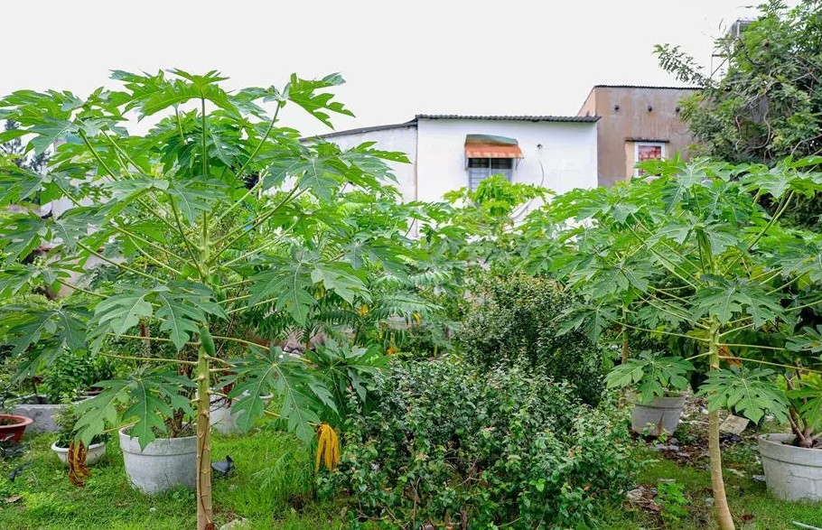 Đu đủ mọc khắp vườn, cho trái nhiều đến người làm công không buồn hái mang về. Ảnh: Vietnamnet