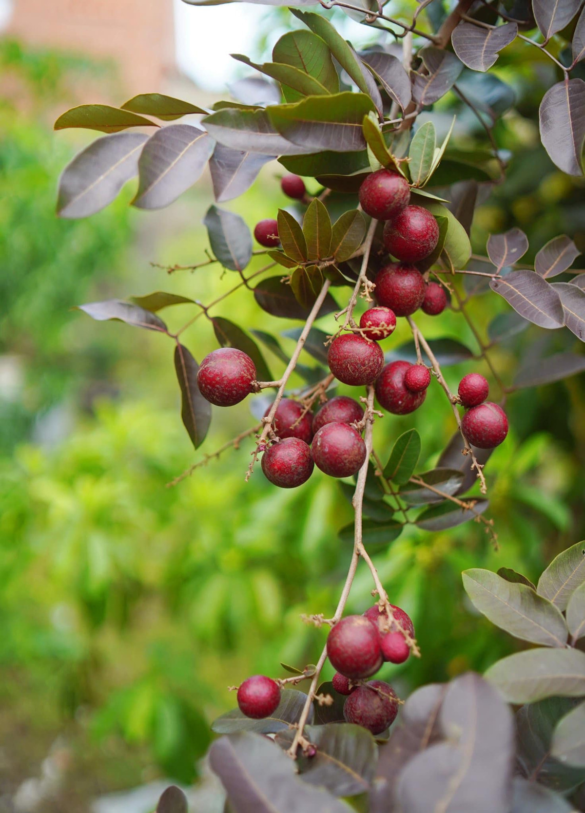 Khu vườn của ca sĩ Mỹ Lệ trồng đủ các loại cây ăn trái. Nữ ca sĩ hào hứng khoe nhãn tím thơm nức. Ảnh: FBNV