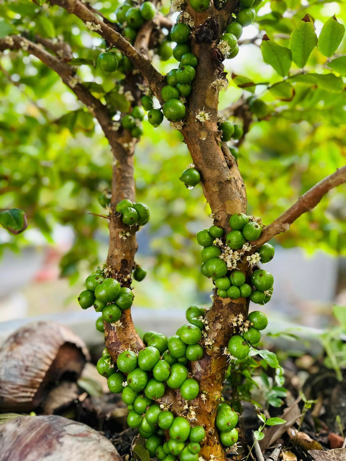 Cây sung chi chít quả. Ảnh: FBNV