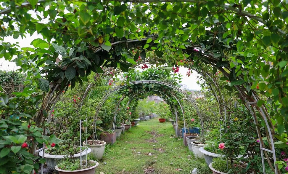 Trên mảnh vườn rộng hơn 10.000 m2, Mỹ Lệ dành 50% diện tích làm kho bãi, phần còn lại làm vườn ươm. Ảnh: Vietnamnet