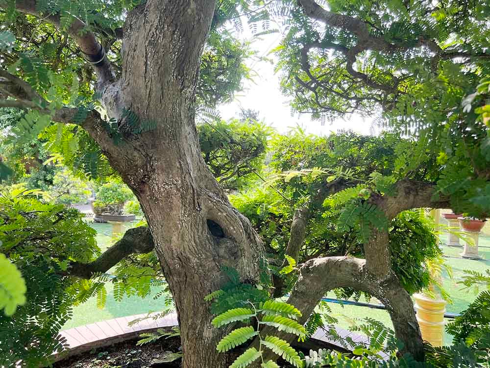 Cặp me kiểng được nhiều người muốn sở hữu và trả giá nhưng ông chưa bán vì ông cho biết bản thân còn rất đam mê với cặp cây này. Ảnh: Vietnamnet