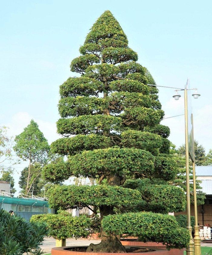 Lúc mua, cặp me dù đã qua bàn tay chỉnh sửa nhưng về cơ bản chúng vẫn chưa cân xứng. Vì thế, ông Lộc phải dành thêm thời gian đến 6 năm chỉnh sửa, thay đổi dáng thế mới được hình dáng hài hòa như hiện tại. Ảnh: Dân trí