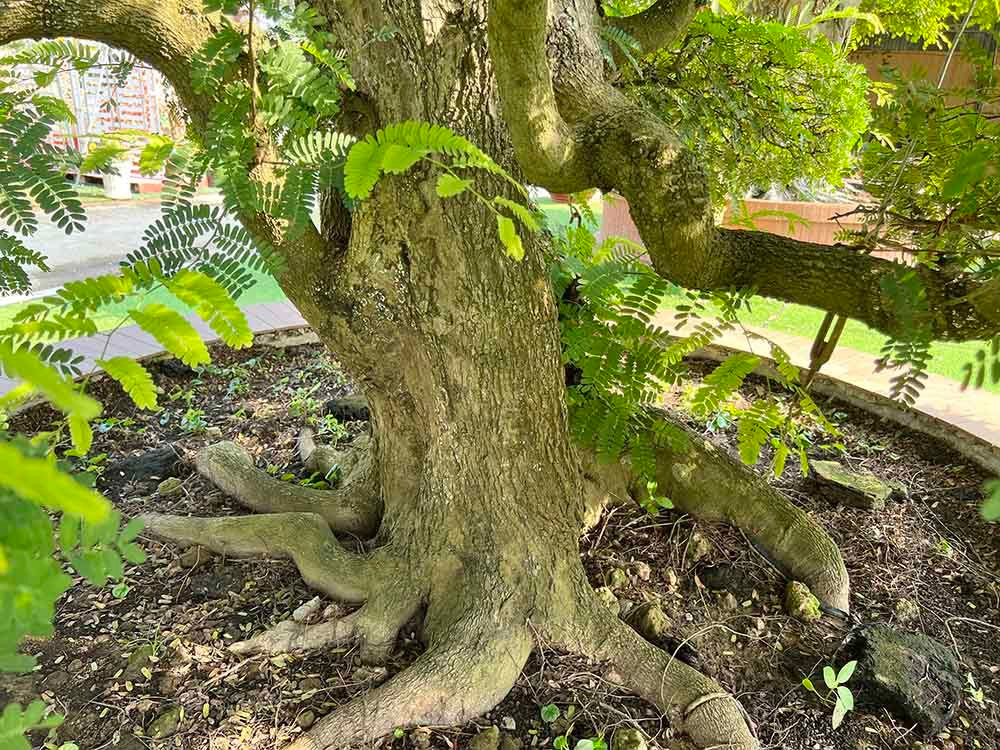 Đường kính tán cây 3,5 m, bề hoành gốc 1,4 m. Ảnh: Vietnamnet