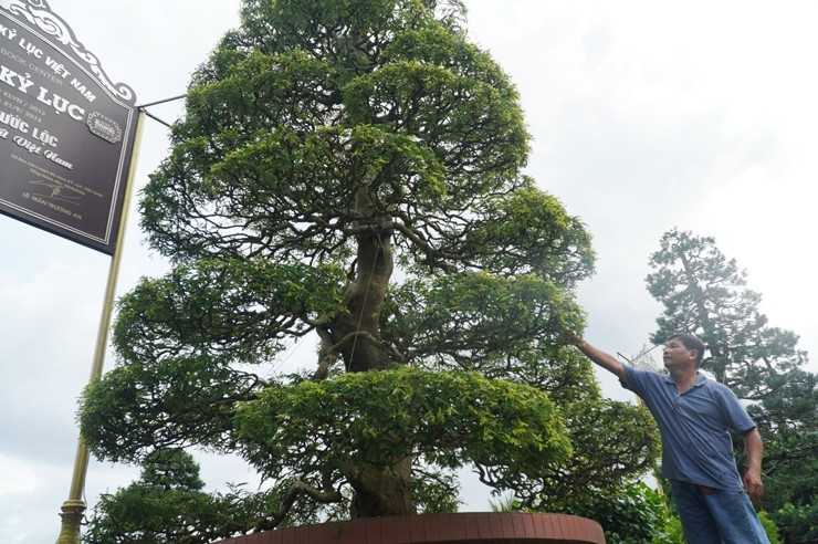 Cặp me kiểng cổ được ông định giá khoảng 1 triệu đô (khoảng 25 tỷ đồng). Ảnh: Nông thôn Việt