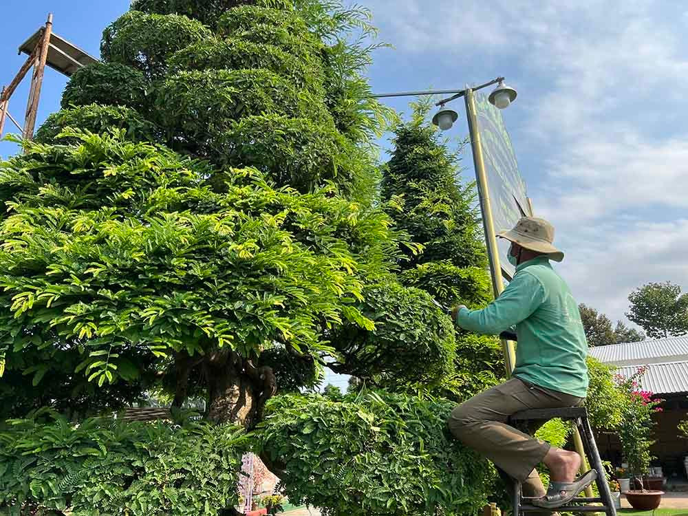 Khoảng 3 tháng một lần, ông Lộc thuê người tỉa lá cho cặp me. Ảnh: Vietnamnet