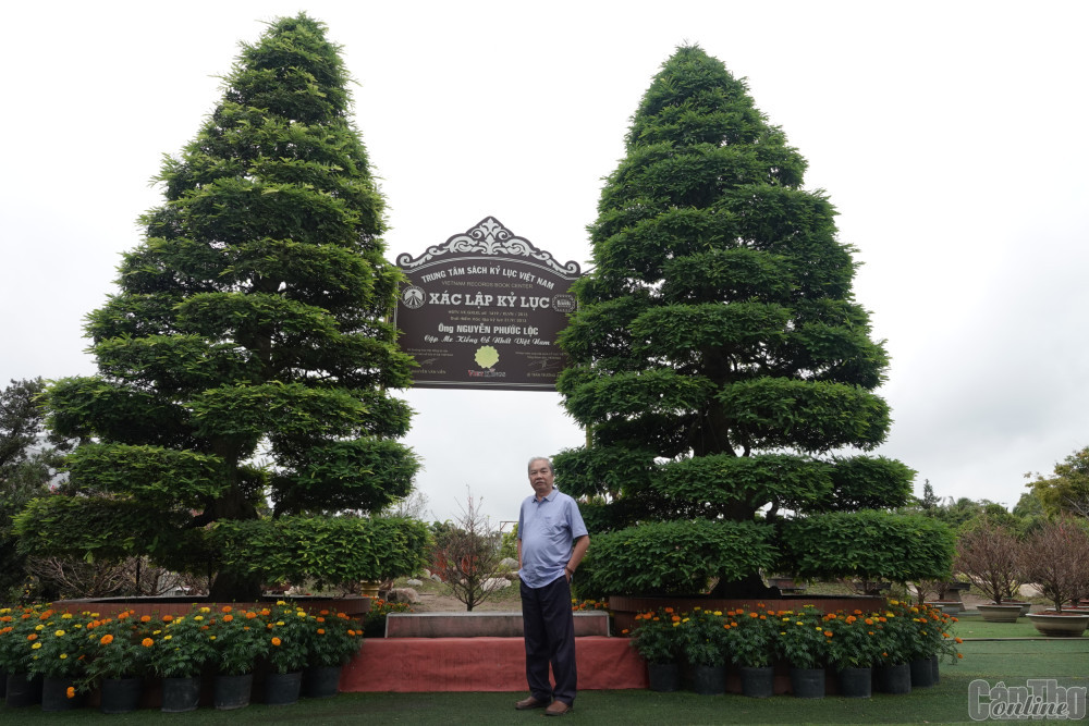 Cặp me cổ cao 6m, tán hình nón đường kính 3,5m, thế tứ diện sơn thủy. Ảnh: Baocantho