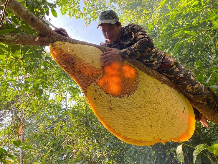 Vào mùa, người thợ đổ về các cánh rừng, tìm kiếm những tổ ong khổng lồ để lấy mật bán. Ảnh: Dân Việt