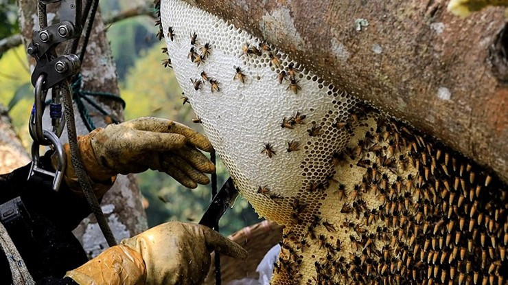 Vì vậy, săn mật ong khoái là công việc khó khăn, không phải ai cũng dám làm. Ảnh: Người đưa tin