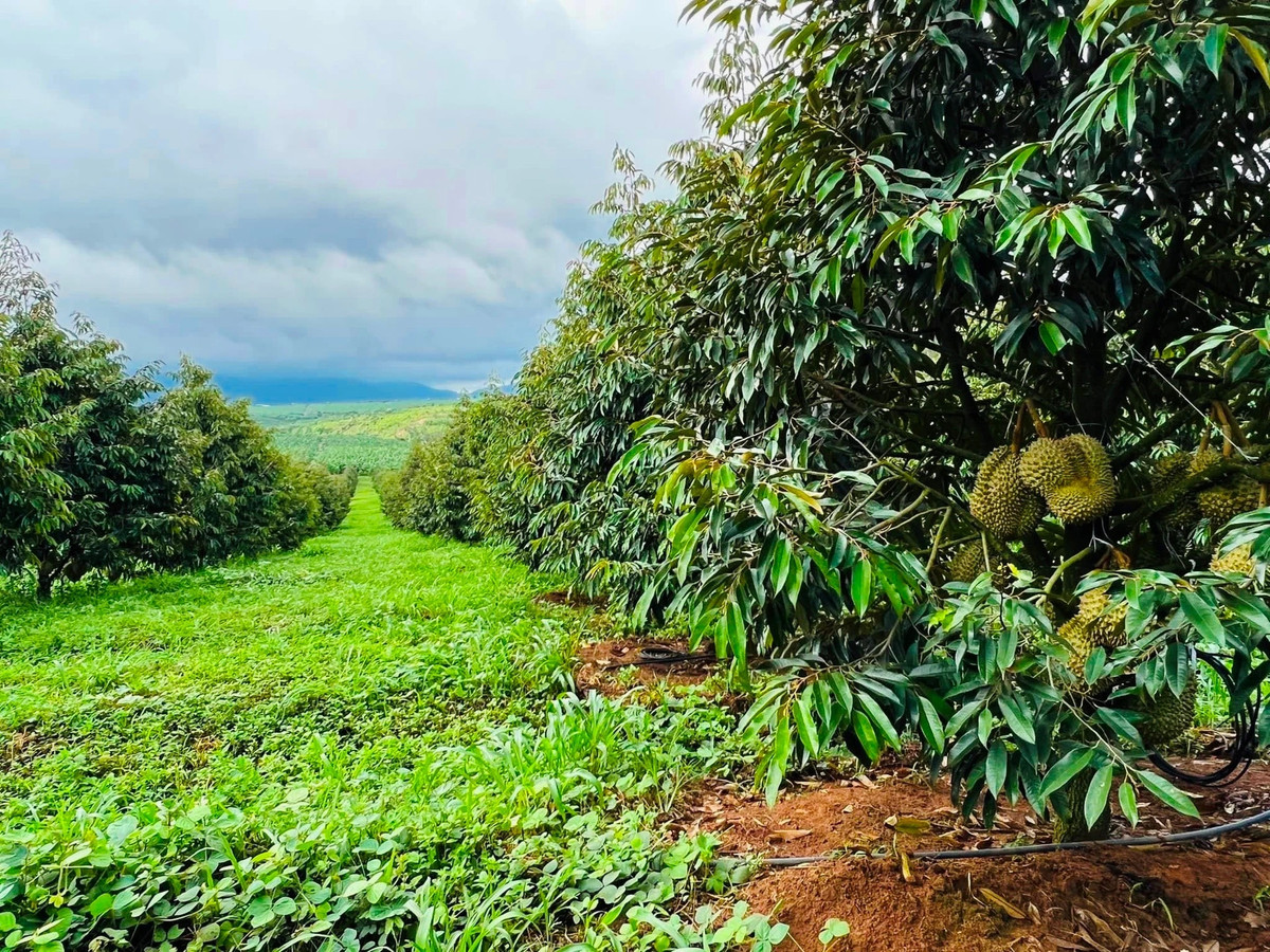 HAGL của bầu Đức hiện có 1.200 ha sầu riêng, trong đó có 700 ha sầu riêng thu hoạch tháng 10-11 năm 2024. Ảnh; HAGL