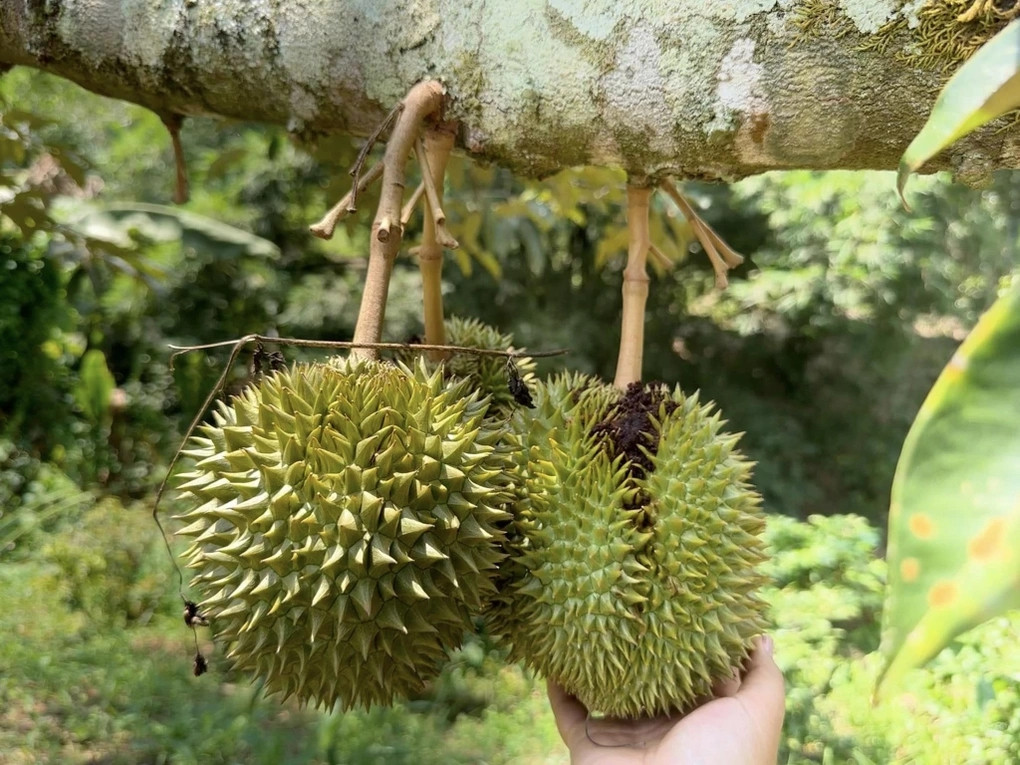 HAGL cũng đang trồng thêm sầu riêng, tiến tới tổng diện tích 2.000 ha vào năm 2026. Ảnh: Dân trí