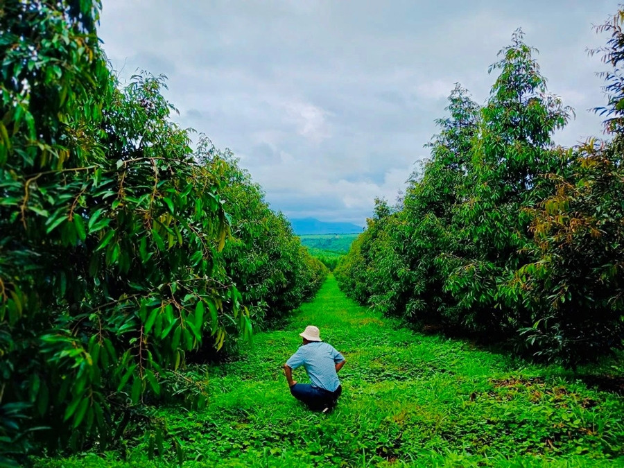 Trong một lần đi thăm vườn sầu riêng hồi tháng 8, ông Đoàn Nguyên Đức cho biết xuống thăm sầu riêng ông thấy sướng hơn cả đi đánh golf. Ảnh: HAGL