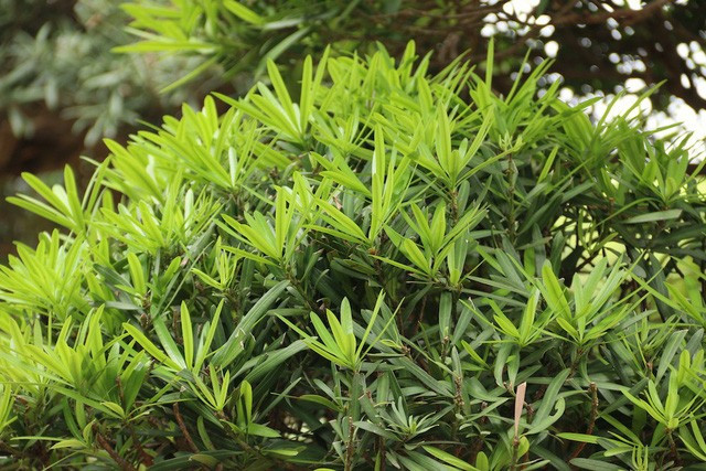 Trung bình mỗi cây tùng la hán Nhật Bản trong vườn ông Lành có giá bán từ vài trăm triệu cho đến cả chục tỷ. Ảnh: Tiền phong