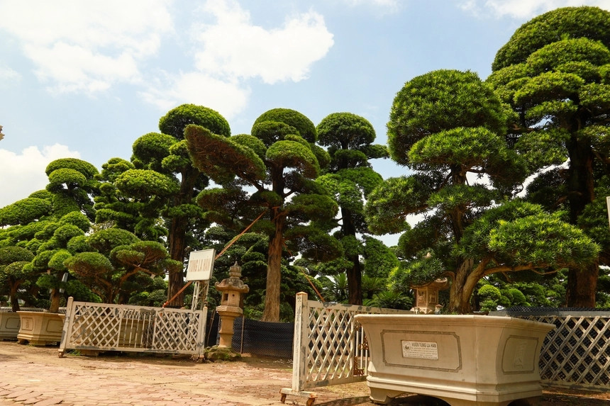 Nằm sát chân cầu Nhật Tân (đường Võ Chí Công, Q.Tây Hồ, Hà Nội), khu vườn rộng gần 10.000m2 với trên 500 cây tùng la hán cổ thụ của nghệ nhân Vũ Xuân Lành thu hút sự chú ý của giới chơi cây cảnh. Ảnh: PhunuVietNam