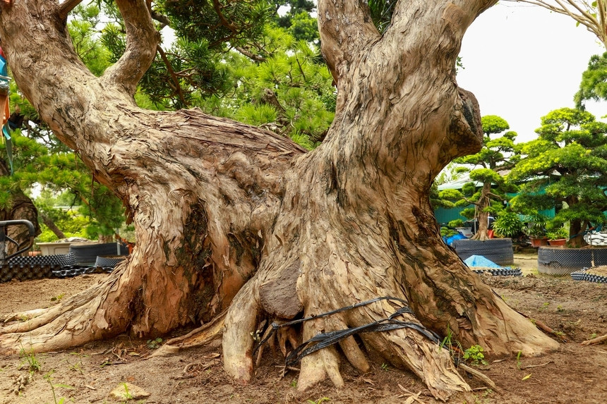 Cây tùng cổ thụ dáng thế tự nhiên, được định giá tại Nhật Bản đến hàng tỷ đồng. Bởi, những cây tùng cổ thụ được nhiều đời nghệ nhân chăm sóc cầu kỳ. Ảnh: PhunuVietNam