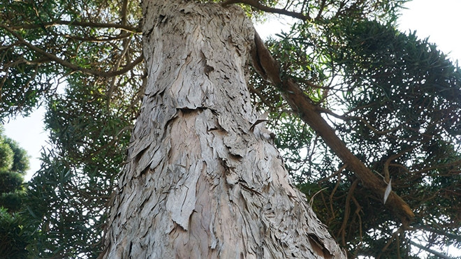 Theo nghệ nhẫn Vũ Xuân Lành, tùng la hán Nhật Bản có tốc độ sinh trưởng rất chậm, tuổi đời của chúng có thể kéo dài từ 80 đến 600 năm. Ảnh: Tiền phong