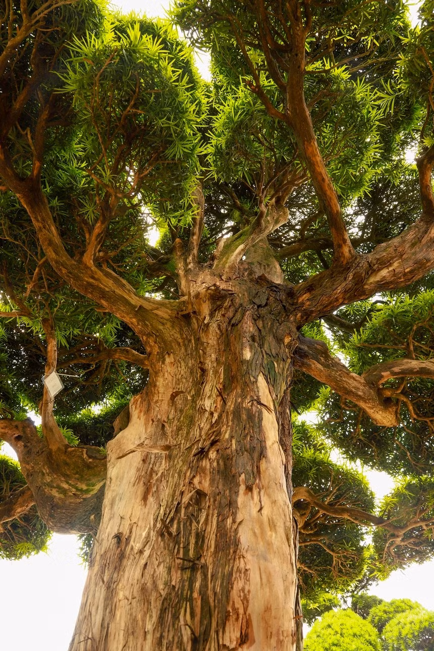 Đường kính thân cây có thể đạt hơn 1 mét. Ảnh: PhunuVietNam