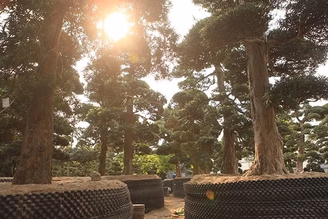 Toàn bộ những cây tùng trong vườn đi đường biển về Việt Nam, trị giá nhiều tỷ đồng. Ảnh: Dân Việt