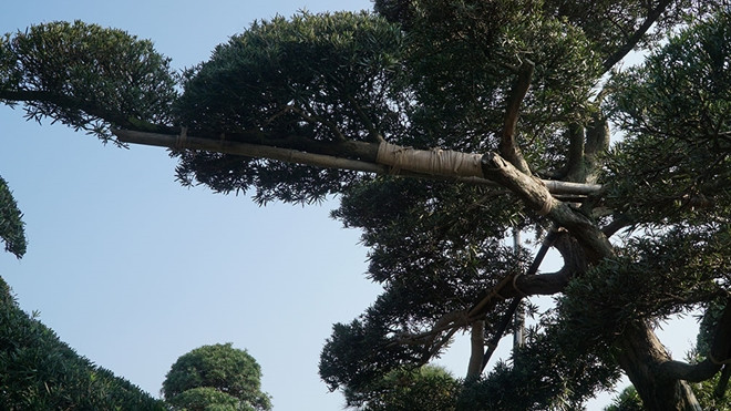 Trong khu vườn không thể thiếu những cây có đường kính gần một mét, tuổi thọ vài trăm năm. Ảnh: Cand