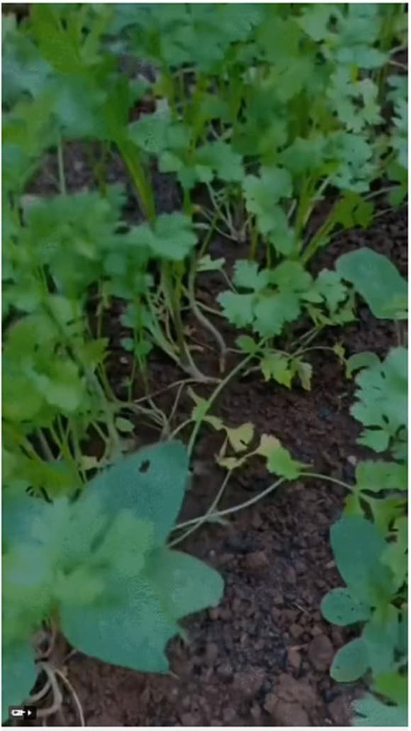 Nhờ chăm sóc kỹ lưỡng, các loại rau trong vườn nhà H'Hen Niê luôn xanh tốt.