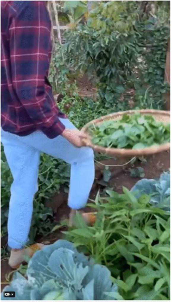 Một số loại rau xanh phải kể đến như rau muống, bắp cải, mồng tơi, chanh,...