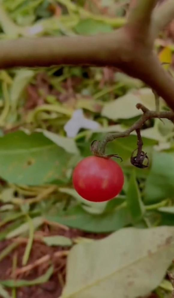 Cà chua chín đỏ.