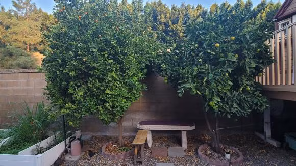 Trên trang cá nhân, ông bầu Dũng Taylor thường đăng tải ảnh về khu vườn trong nhà của gia đình ở Mỹ. Ảnh: FBNV