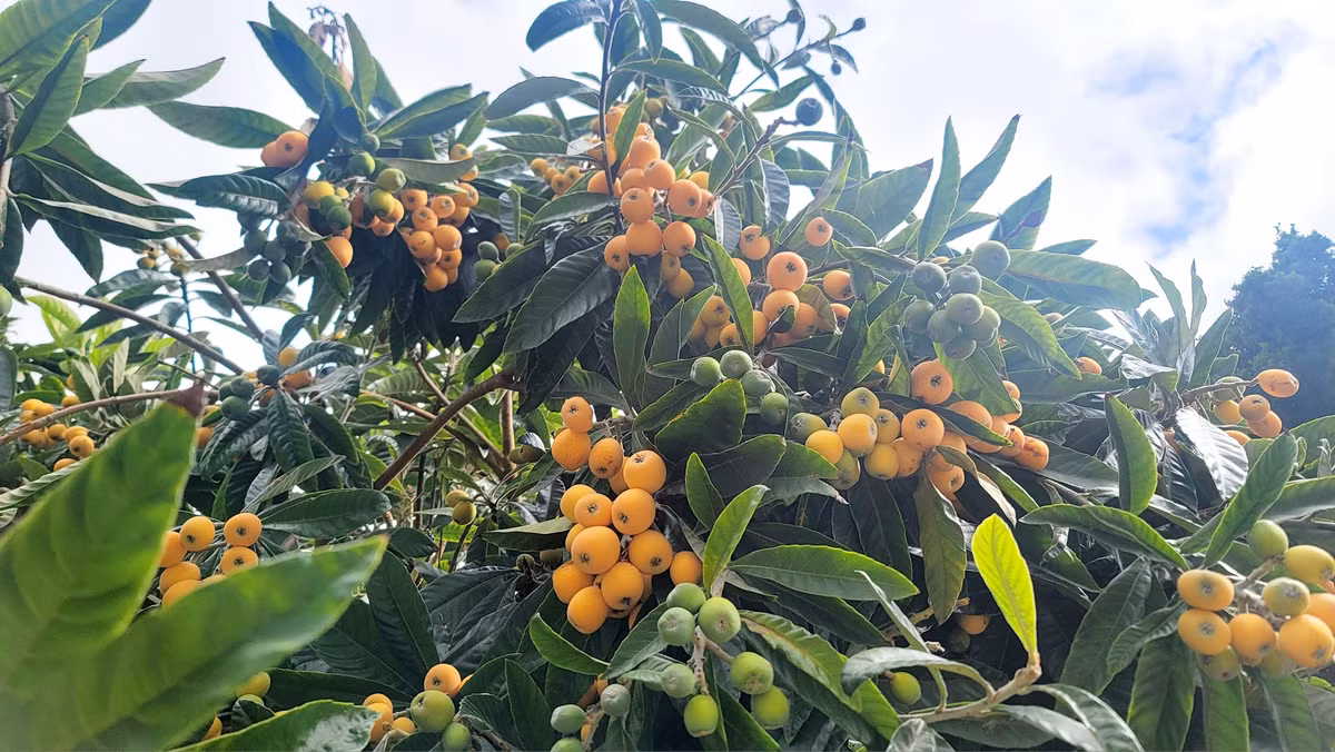 Trái cây trong vườn sai trĩu cành. Ảnh; FBNV