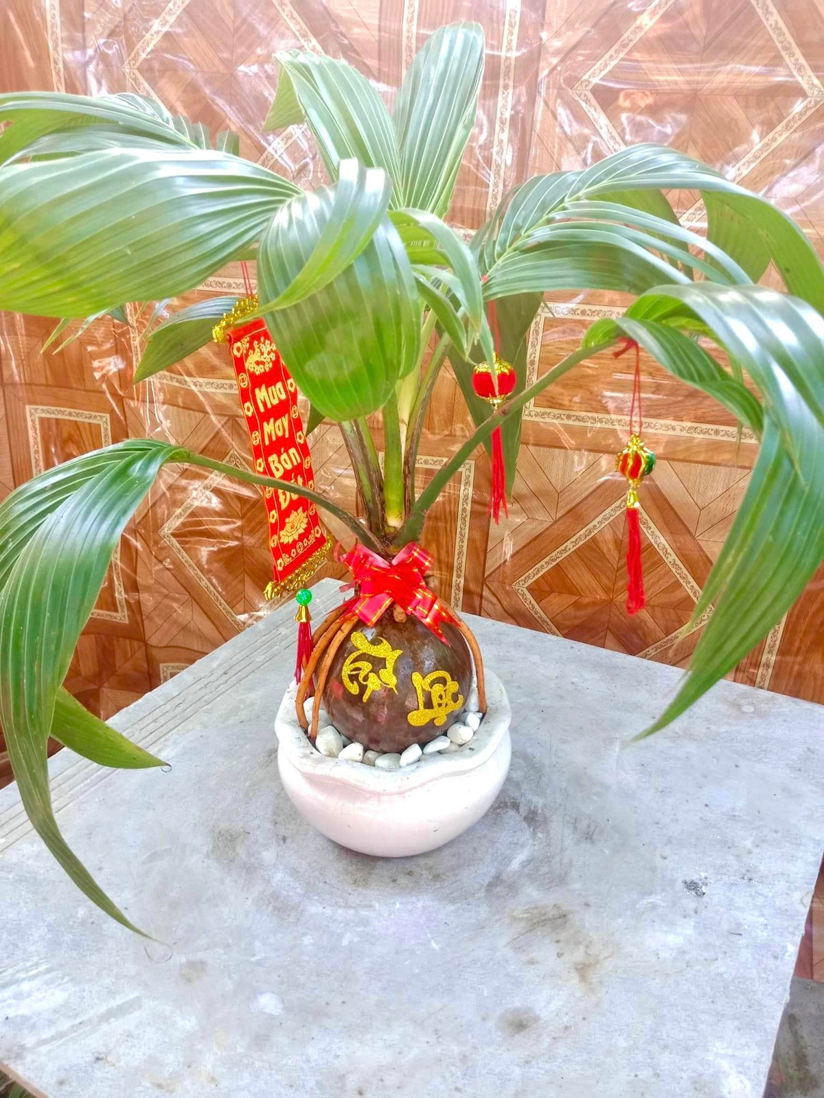 Dừa bonsai khắc chữ tài lộc cũng là sản phẩm được ưa chuộng mỗi dịp Tết đến. Ảnh: Facebook