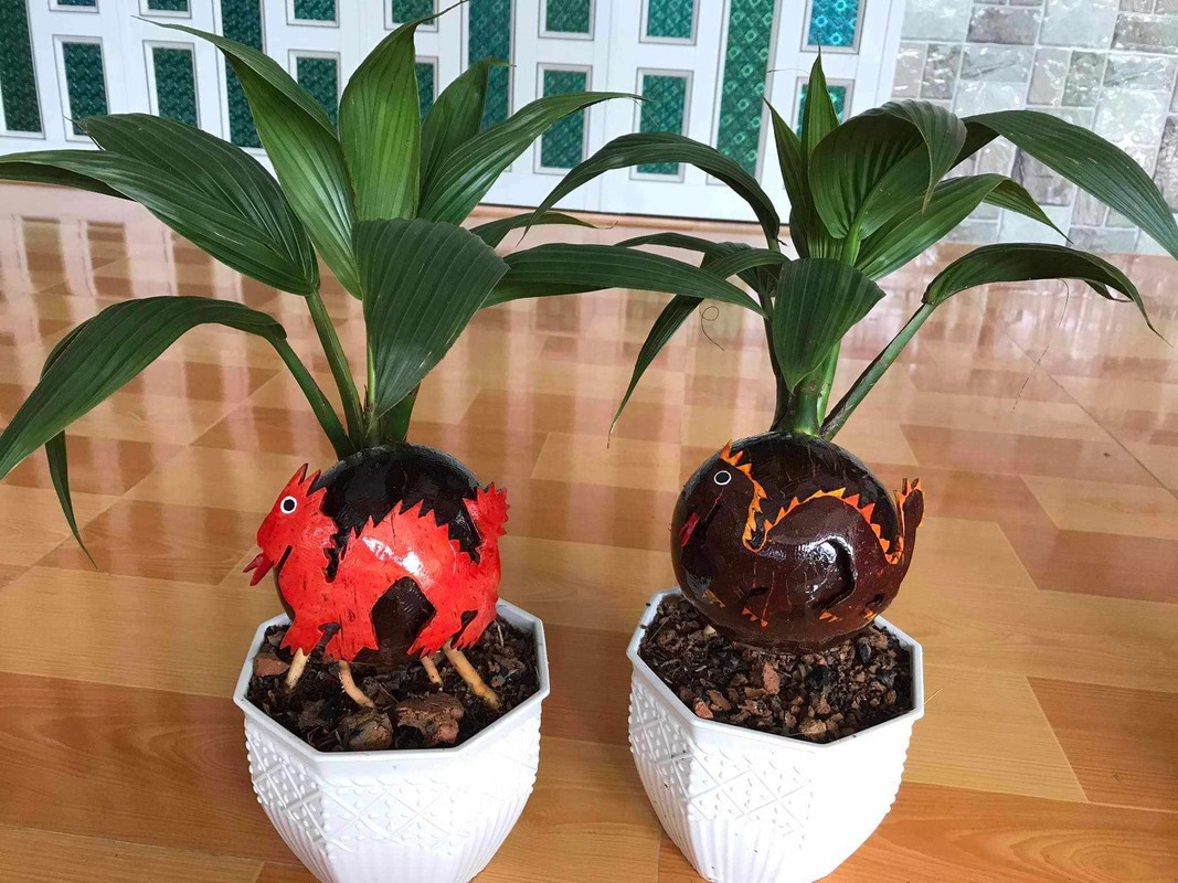  Dừa bonsai dáng rồng giá từ 270.000 - hơn 500.000 đồng/chậu, tùy theo kích cỡ và kiểu dáng. Ảnh: Facebook