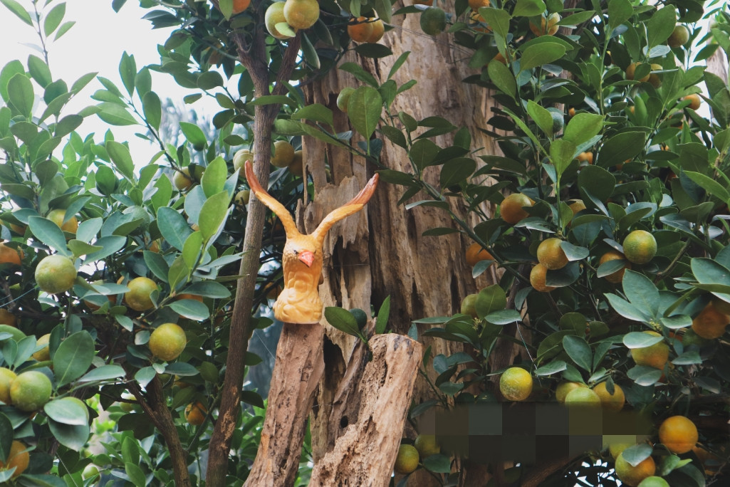 Một số nhà vườn kỳ công ghép gỗ lũa vào cây quất truyền thống, tạo ra những dáng cây độc đáo. Ảnh: Dân Việt