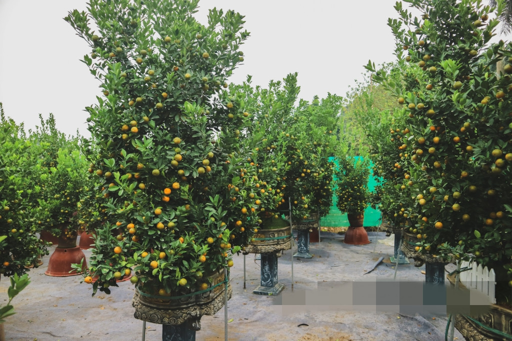 Theo dự kiến, khoảng 1 tháng nữa quả sẽ chín vàng đều, vừa đẹp cho khách hàng chơi trong dịp Tết Nguyên đán. Ảnh: Dân Việt