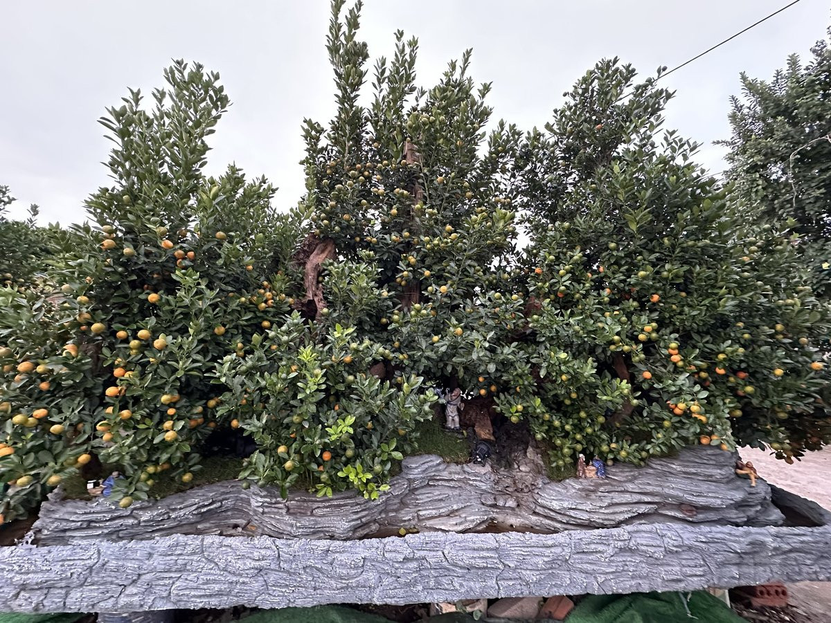 Hàng nghìn gốc quất với nhiều kích cỡ, dáng thế khác nhau phụ vụ thị trường Tết năm nay có giá trung bình từ 500.000 đến vài chục triệu đồng/cây. Ảnh: 60giay