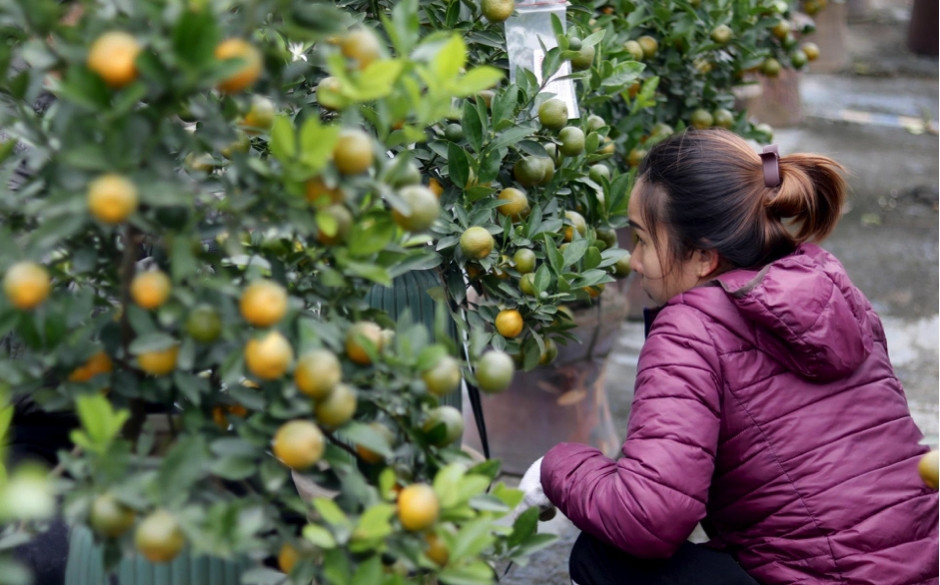 Theo các chủ vườn, năm nay nắng nhiều, quất đã bắt đầu ngả vàng. Vì vậy, để đảm bảo chất lượng đầu ra, người làm vườn phải sử dụng những quy trình chăm sóc đặc biệt. Ảnh: Công luận