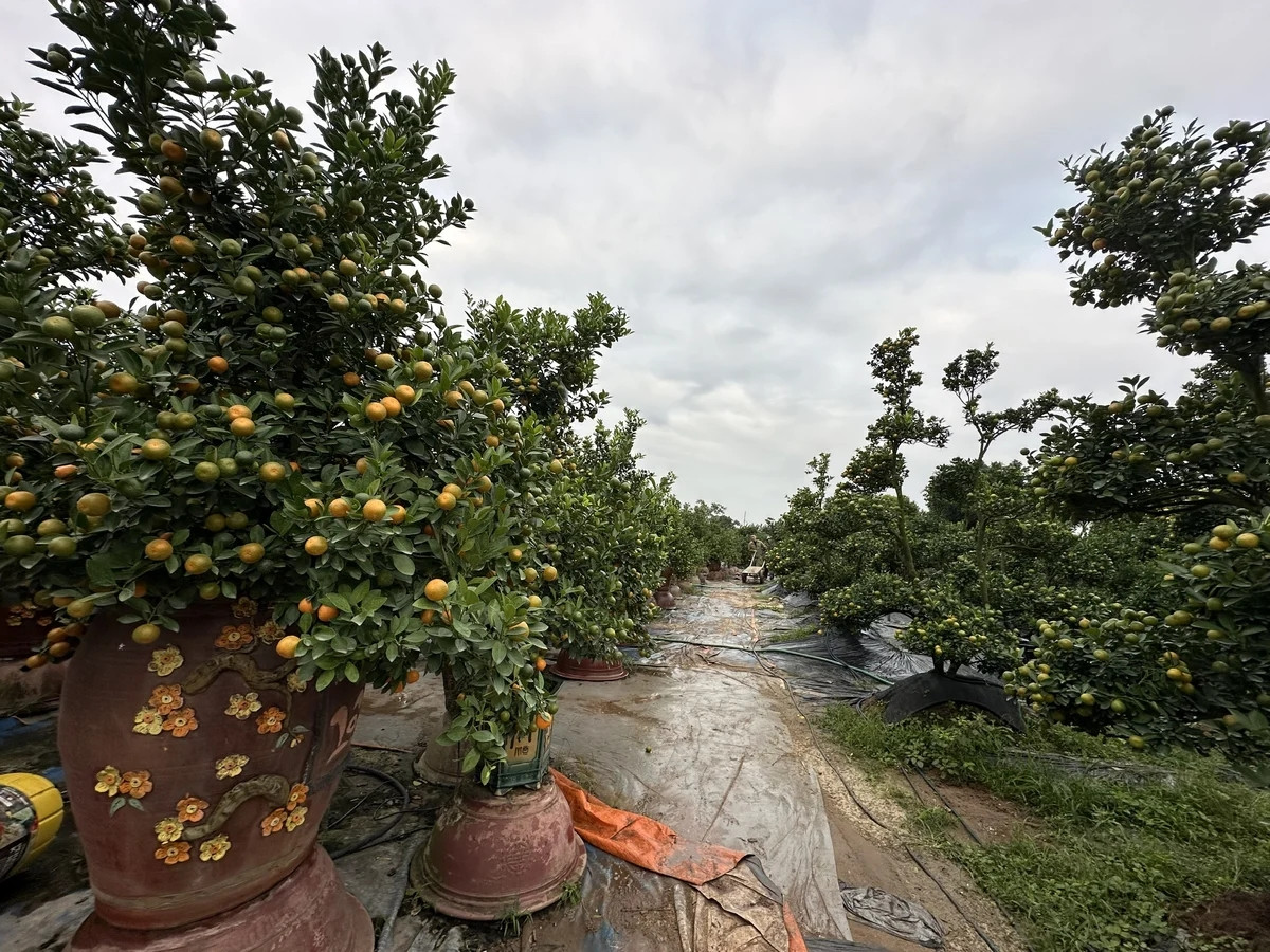 Làng nghề truyền thống quất Tứ Liên có hơn 400 hộ trồng quất với diện tích lên tới gần 30 ha. Ảnh: 60giay