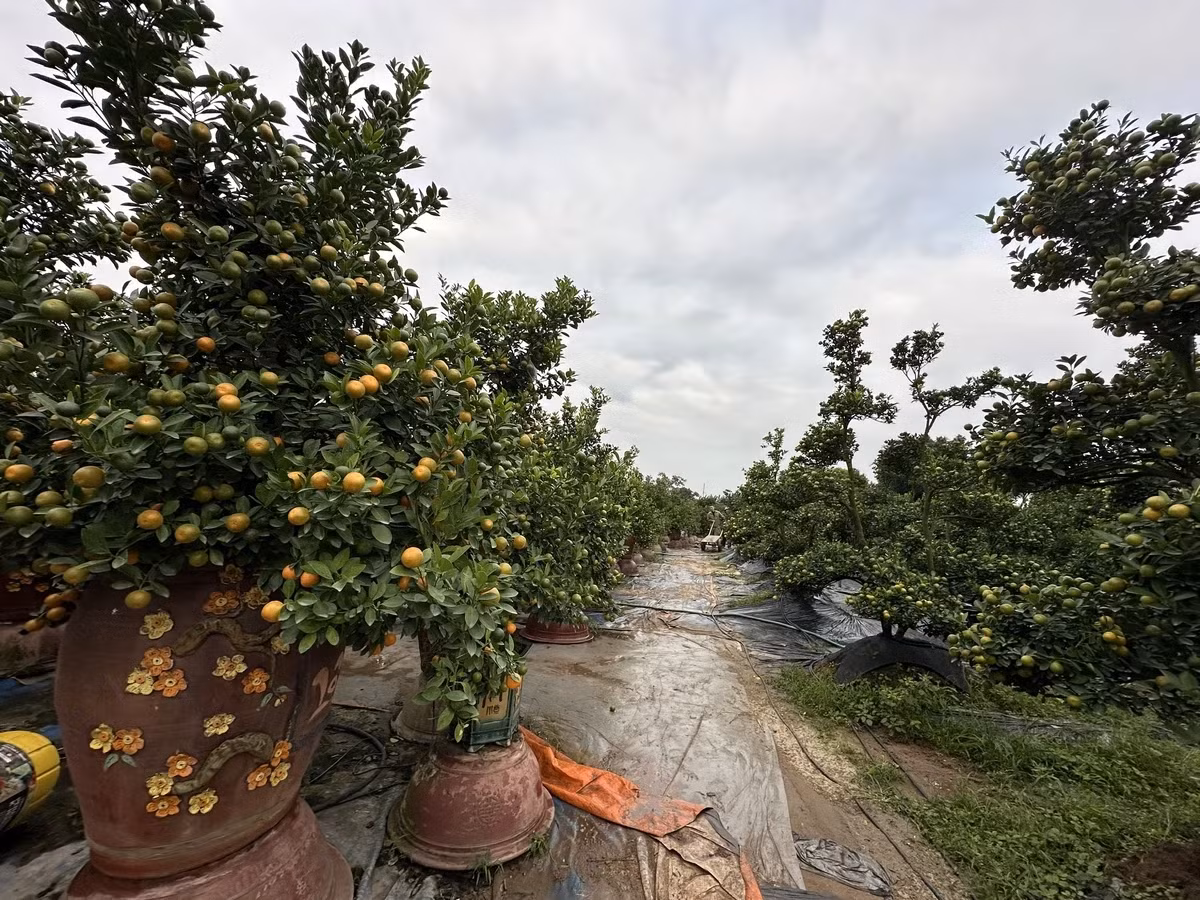 Làng nghề truyền thống quất Tứ Liên có hơn 400 hộ trồng quất với diện tích lên tới gần 30 ha. Ảnh: 60giay